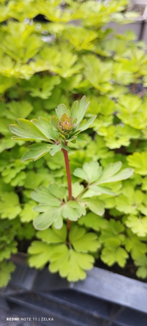 Kokorycz- Corydalis elata 'Spinners' (W)