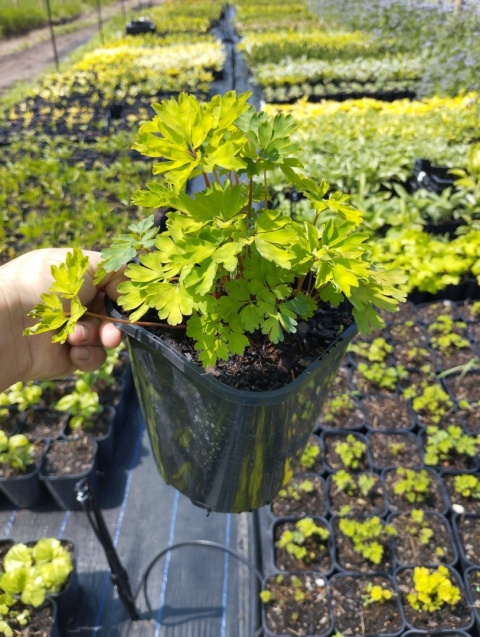 Kokorycz- Corydalis elata 'Spinners' (W)