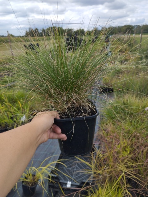 Kostrzewa miedzianobrody - Festuca 'Sunrise' (L)