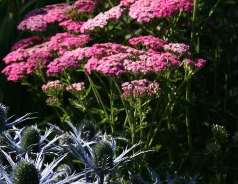 Krwawnik 'Pretty Belinda' (L)