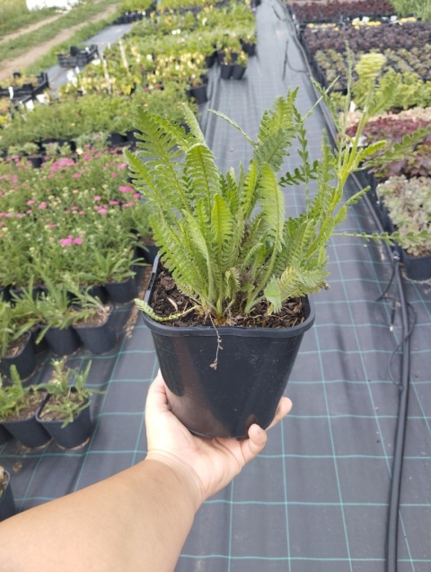 Krwawnik wiązówkowaty 'Coronation Gold' (L)