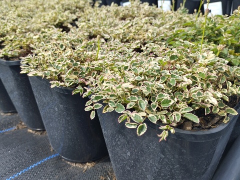 Krwiściąg mniejszy- Sanguisorba 'Little Angel' (GK)