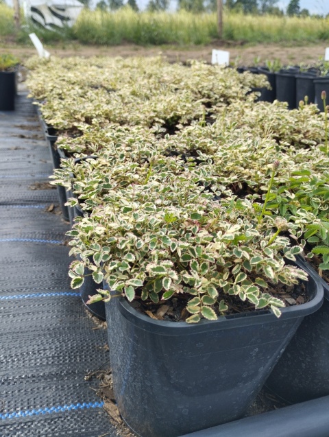 Krwiściąg mniejszy- Sanguisorba 'Little Angel' (W)