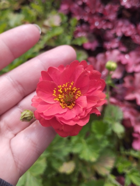 Kuklik 'Firestarter' (GK)