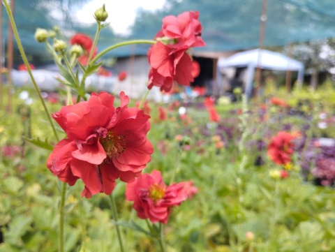 Kuklik 'Firestarter' (W)