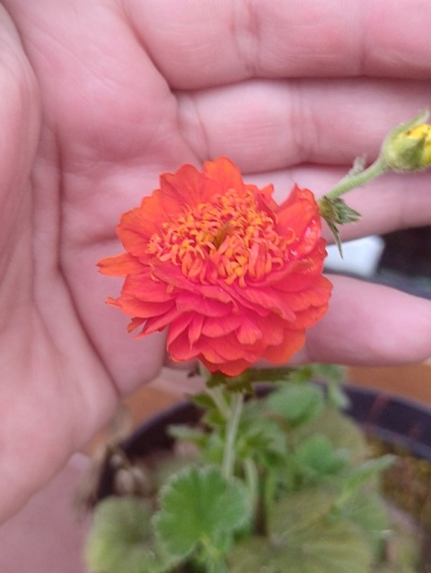 Kuklik 'Orange Pumpkin' (GK)