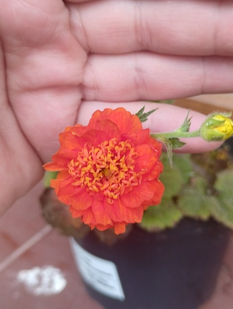 Kuklik 'Orange Pumpkin' (GK)