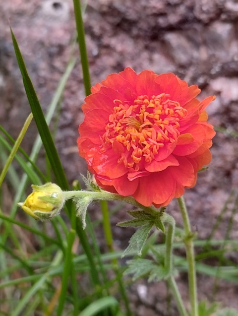 Kuklik 'Orange Pumpkin' (L)