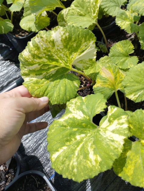 Lepiężnik japoński- Petasites japonicus 'Nishiki-Buki' (GK)