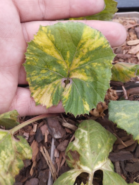 Lepiężnik japoński- Petasites japonicus 'Nishiki-Buki' (W)