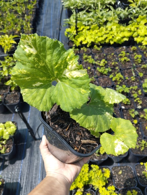 Lepiężnik japoński- Petasites japonicus 'Nishiki-Buki' (W)