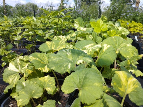 Lepiężnik japoński- Petasites japonicus 'Nishiki-Buki' (W)