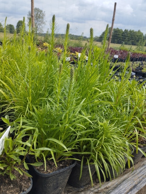 Liatra- Liatris spicata 'Floristan Violett' (GK)