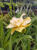 Liliowiec- Hemerocallis 'Land of Cotton' (L)