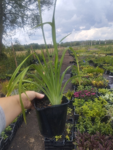 Liliowiec- Hemerocallis 'Land of Cotton' (L)