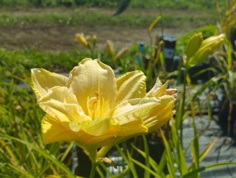 Liliowiec- Hemerocallis 'Land of Cotton' (W)