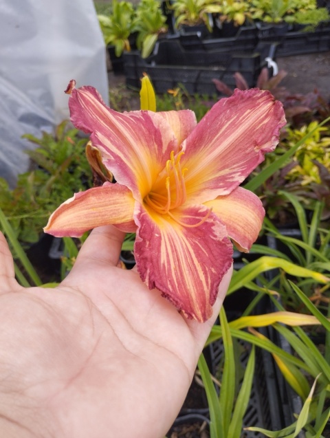 Liliowiec- Hemerocallis 'Pink Stripes' (GK)