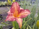 Liliowiec- Hemerocallis 'Pink Stripes' (L)