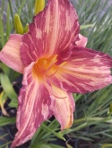Liliowiec- Hemerocallis 'Pink Stripes' (L)
