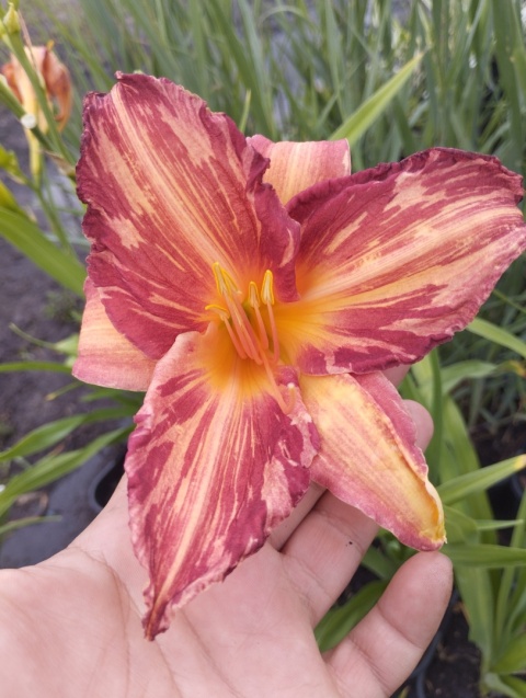 Liliowiec- Hemerocallis 'Pink Stripes' (W)