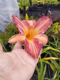 Liliowiec- Hemerocallis 'Pink Stripes' (W)