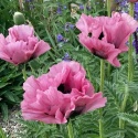 Mak- Papaver 'Pink Perfection' (L)