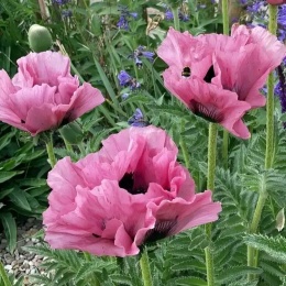 Mak- Papaver 'Pink Perfection' (L)