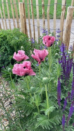 Mak- Papaver 'Pink Perfection' (L)