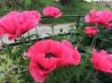 Mak- Papaver 'Pink Perfection' (L)