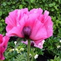 Mak- Papaver 'Pink Perfection' (L)