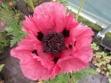 Mak- Papaver 'Pink Perfection' (L)