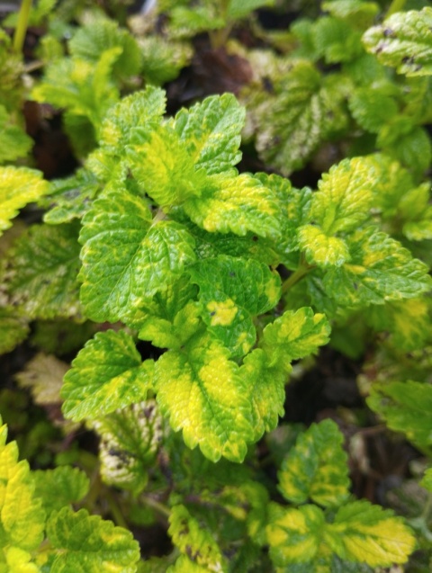 Melisa- Melissa officinalis 'Aureovariegata' (GK)