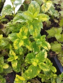 Melisa- Melissa officinalis 'Aureovariegata' (W)