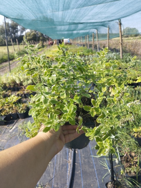Mięta okrągłolistna- Mentha rotundifolia 'Variegata' (GK)