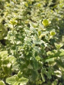 Mięta okrągłolistna- Mentha rotundifolia 'Variegata' (GK)