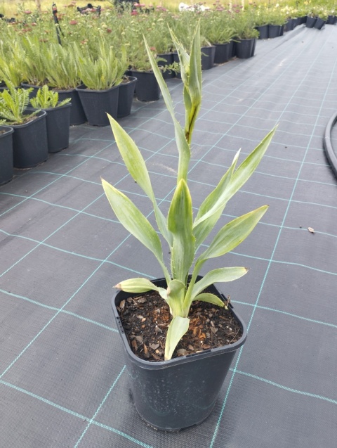 Mikołajek - Eryngium yucc. Magical Green Globe (L)