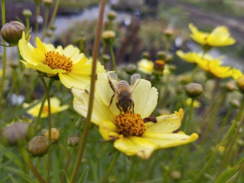 Nachyłek- Coreopsis 'Full Moon' (L)