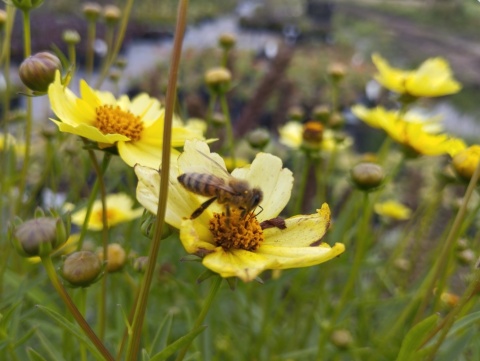 Nachyłek- Coreopsis 'Full Moon' (L)