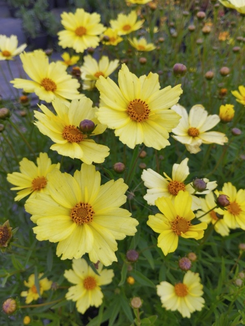 Nachyłek- Coreopsis 'Full Moon' (L)