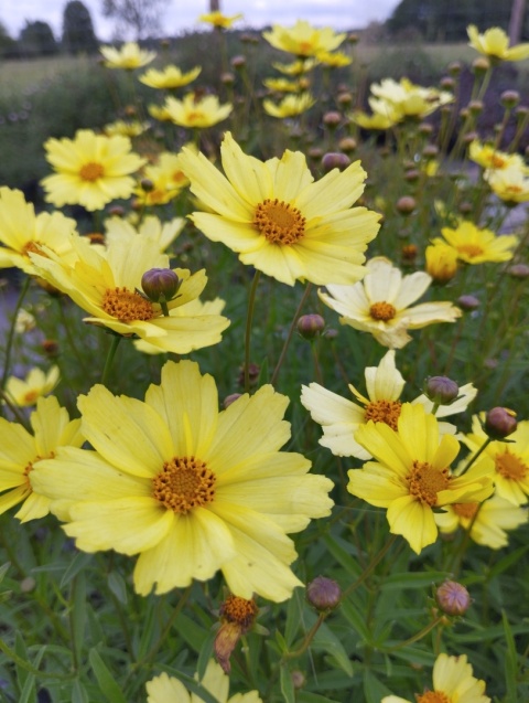 Nachyłek- Coreopsis 'Full Moon' (L)