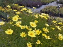 Nachyłek- Coreopsis 'Full Moon' (W)