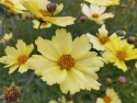 Nachyłek- Coreopsis 'Full Moon' (W)