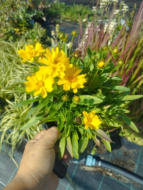 Nachyłek- Coreopsis 'Presto' (L)