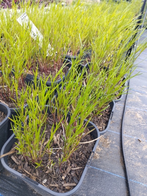 Nachyłek różowy- Coreopsis rosea 'American Dream' (L)