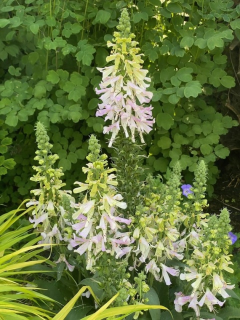 Naparstnica- Digitalis Apple Blossom (L)