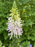 Naparstnica- Digitalis Apple Blossom (L)