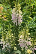 Naparstnica- Digitalis Apple Blossom (L)