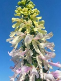 Naparstnica- Digitalis Apple Blossom (L)