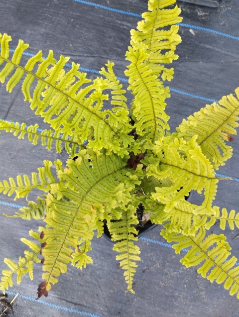 Narecznica grzebieniasta 'Cristata THE KING' (L)