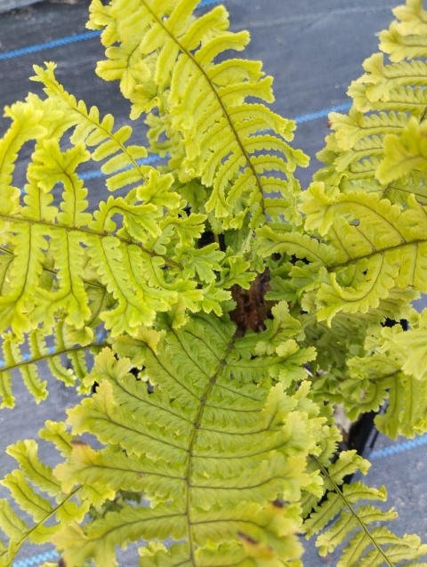 Narecznica grzebieniasta 'Cristata THE KING' (W)